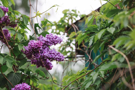 Fluffy, blooming lilac. beautiful floral background. Large clusters of lilacs.の写真素材