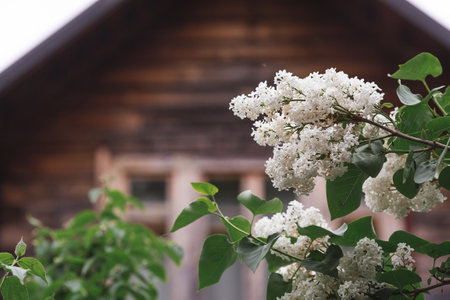 Fluffy, blooming lilac. beautiful floral background. Large clusters of lilacs.の写真素材