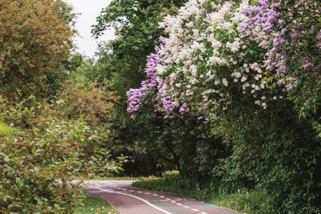 Fluffy, blooming lilac. beautiful floral background. Large clusters of lilacs.の写真素材