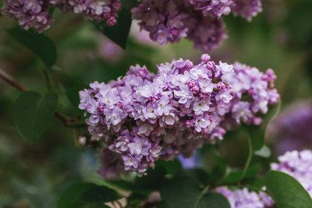 Fluffy, blooming lilac. Beautiful floral background. Large clusters of lilacs.