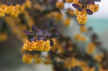 A shrub of the Barberry family Barberry. (Latin Bの写真素材