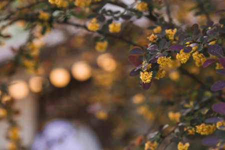 A shrub of the Barberry family Barberry. (Latin Bの写真素材