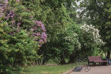 Fluffy, blooming lilac. beautiful floral background. Large clusters of lilacs.
