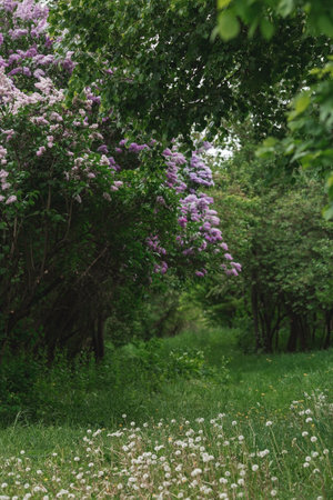 Fluffy, blooming lilac. Beautiful floral background. Large clusters of lilacs.の写真素材