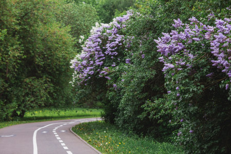 Fluffy, blooming lilac. Beautiful floral background. Large clusters of lilacs.の写真素材