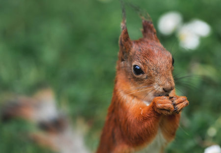 Summer. Portrait of a fluffy red squirrel with a nut in its paws on the green grass surrounded by daisies. Squirrels in the Tsaritsyno City Park. Feeding animals.の写真素材