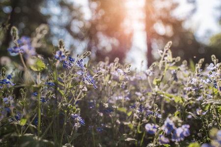 beautiful natural background. Early morning in the forest with glare from the sun. Wildflowers Cornflower blue pharmacopoeia and dandelions in the sun.の写真素材