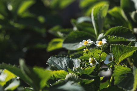 Banner. A flowering strawberry bush. White strawberry flowers under the rays of the sun. macro. Homemade strawberries bloom in large white flowers. Strawberry bushes in the summer garden.の写真素材
