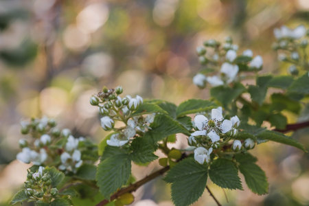 Spring floral background. A honey bee collects pollen from a blackberry flower. White blackberry...