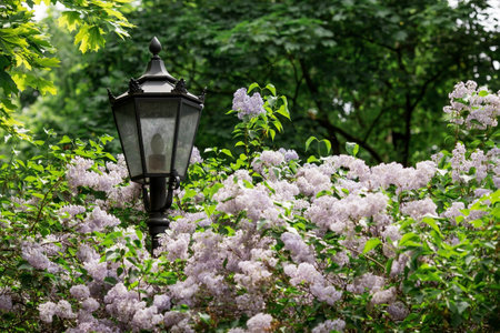 Fluffy, blooming lilac. beautiful floral background. Large clusters of lilacs and a street lamp post.の写真素材
