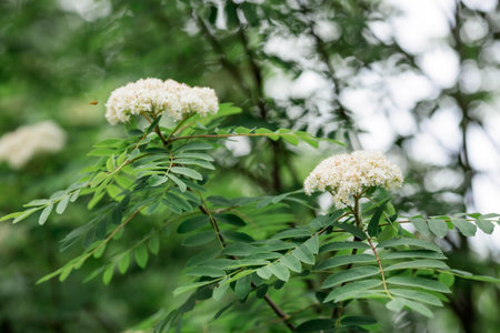 Blooming mountain ash on a spring day beautiful bokeh in the background.の写真素材