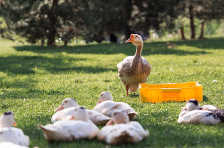 White domestic geese at the poultry farm stand on the green grass and nibble grass in nature on a hot sunny day. Breeding of birds. Household.の写真素材