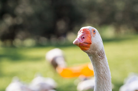 White domestic geese at the poultry farm stand on the green grass and nibble grass in nature on a hot sunny day. Breeding of birds. Household.の写真素材