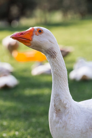 White domestic geese at the poultry farm stand on the green grass and nibble grass in nature on a hot sunny day. Breeding of birds. Household.の写真素材