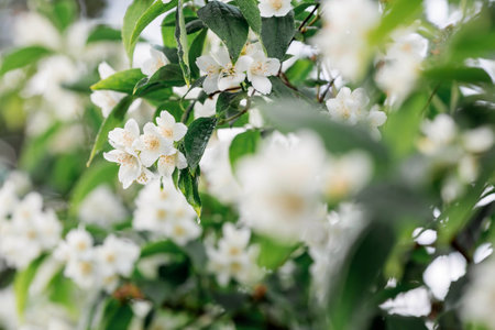 Close-up of a blooming white jasmine. Flowers and buds at sunset. green natural background. beautiful bokeh. A copy of the text space.の写真素材