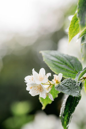 Close-up of a blooming white jasmine. Flowers and buds at sunset. green natural background. beautiful bokeh. A copy of the text space.の写真素材