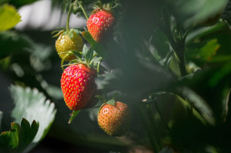 Banner. Strawberry berries on a bush. Strawberries turn red, ripen under the rays of the sun. Macro....