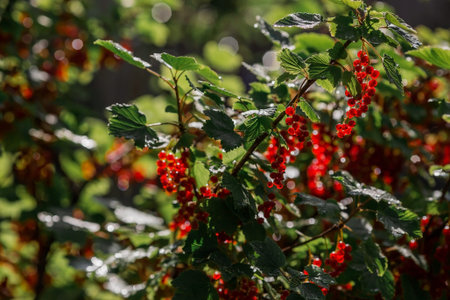 Red currant on a bush branch in the garden at dawn. The glow from the sun. Garden useful summer...