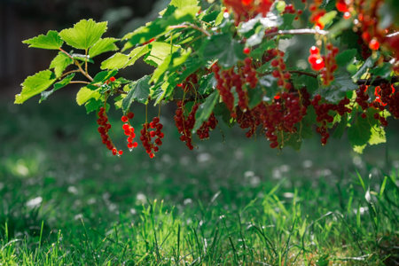 Red currant on a bush branch in the garden at dawn. The glow from the sun. Garden useful summer...