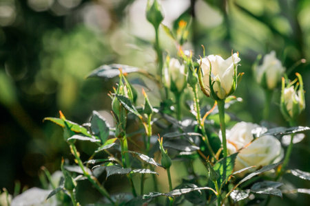 Beautiful delicate pastel roses with dew at dawn. beautiful sunshine. The background image is green and pink. Natural, environmentally friendly natural background.の写真素材