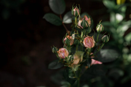 Beautiful delicate pastel roses with dew at dawn. beautiful sunshine. The background image is green and pink. Natural, environmentally friendly natural background.の写真素材