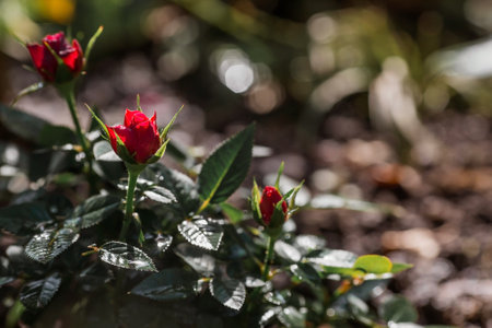 Beautiful red roses with dew at dawn. beautiful sunlight. The background image is green and pink. Natural, environmentally friendly natural background.の写真素材