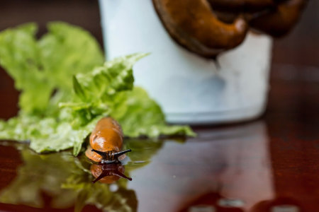 Close-up of the Spanish slug Arion lusitanicus in a bucket. Big slimy brown snails crawling around the garden. The invasion damages the leaves and crops. Collection of invasive species.の写真素材