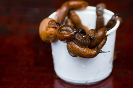 Close-up of the Spanish slug Arion lusitanicus in a bucket. Big slimy brown snails crawling around...