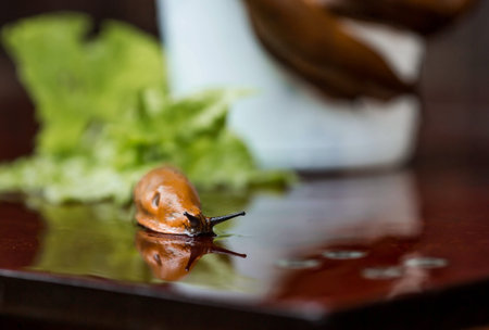 Close-up of the Spanish slug Arion lusitanicus in a bucket. Big slimy brown snails crawling around...
