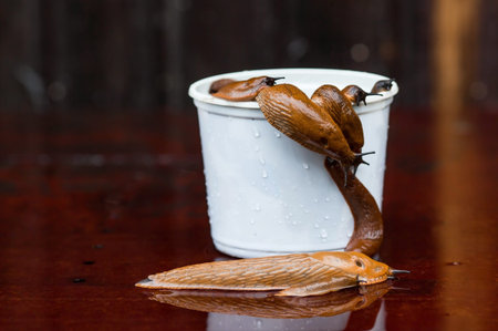 Close-up of the Spanish slug Arion lusitanicus in a bucket. Big slimy brown snails crawling around...