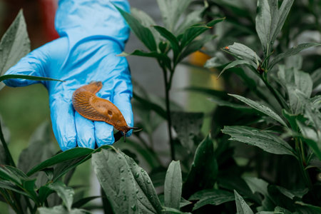 Close-up of the Spanish slug Arion lusitanicus in the hand of a gardener. Large slimy brown snails crawl around the garden. The invasion damages the leaves and crops. Collection of invasive species.の写真素材