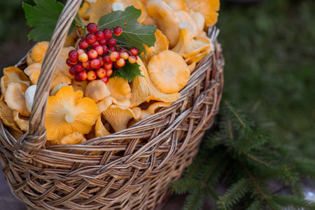 Noble, edible chanterelle mushrooms. A beautiful wicker basket with mushrooms and rubber boots at the dacha. Rustic still life. Mushroom picking.の写真素材