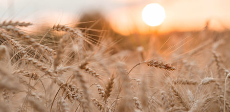 Golden ears of wheat on the background of a ripening field. Agricultural plant close-up. The concept of planting and harvesting a rich harvest. Rural landscape at sunset.の写真素材