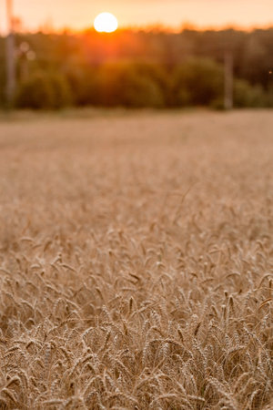 Golden ears of wheat on the background of a ripening field. Agricultural plant close-up. The concept of planting and harvesting a rich harvest. Rural landscape at sunset.の写真素材