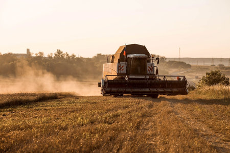 agricultural machinery. agricultural industry. The combine harvester removes golden ears of ripe...