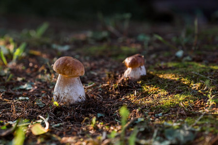 A noble, royal mushroom. White mushroom boletus. Porcini mushrooms in the spruce forest. Beautiful texture of nature background.の写真素材