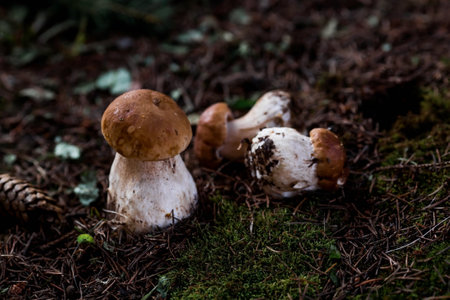 A noble, royal mushroom. White mushroom boletus. Porcini mushrooms in the spruce forest. Beautiful texture of nature background.の写真素材