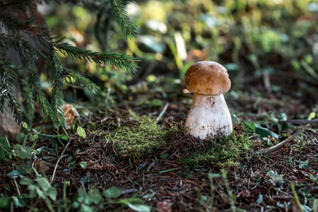 A noble, royal mushroom. White mushroom boletus. Porcini mushrooms in the spruce forest. Beautiful texture of nature background.の写真素材