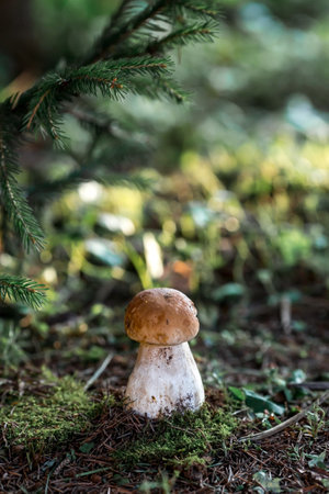 A noble, royal mushroom. White mushroom boletus. Porcini mushrooms in the spruce forest. Beautiful texture of nature background.の写真素材