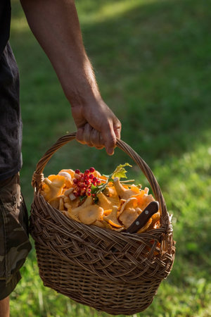 Noble, edible chanterelle mushrooms. A mushroom picker man collects chanterelles in a birch forest. A beautiful wicker basket with mushrooms in the hands of a man.の写真素材