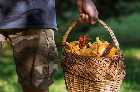 Noble, edible chanterelle mushrooms. A mushroom picker man collects chanterelles in a birch forest. A beautiful wicker basket with mushrooms in the hands of a man.の写真素材