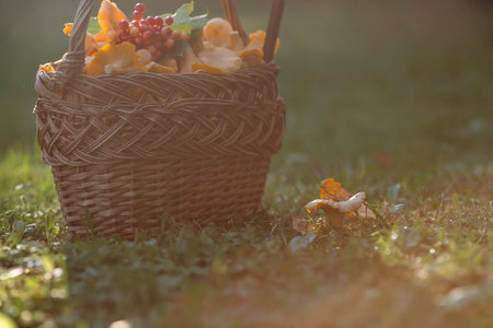 Noble, edible chanterelle mushrooms. Yellow chanterelles in a beautiful wicker basket in a birch forest. Beautiful texture of nature background.の写真素材