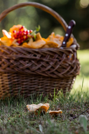 Noble, edible chanterelle mushrooms. Yellow chanterelles in a beautiful wicker basket in a birch forest. Beautiful texture of nature background.の写真素材