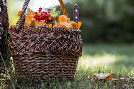 Noble, edible chanterelle mushrooms. Yellow chanterelles in a beautiful wicker basket in a birch forest. Beautiful texture of nature background.の写真素材