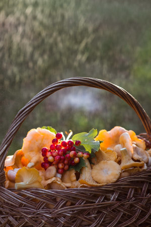 Noble, edible chanterelle mushrooms. Yellow chanterelles in a beautiful wicker basket in a birch...