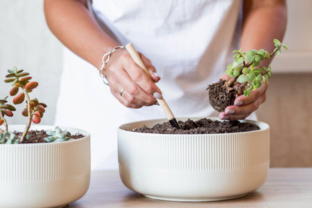 A woman transplants and sprays plants in flower pots. Housewife, takes care of houseplants at home,...