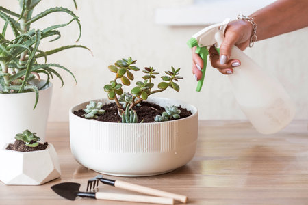 A woman transplants and sprays plants in flower pots. Housewife, takes care of houseplants at home, sprays succulents and cacti. Homemade flowers.の写真素材