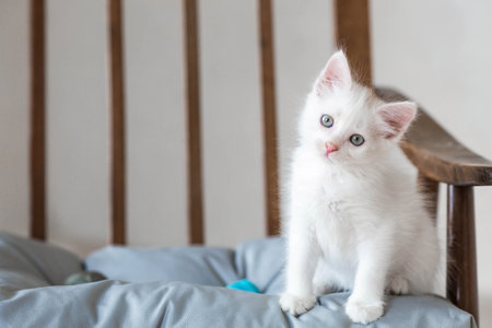 A small, cute, white fluffy kitten is sitting on a retro chair in the house. Pet care.の写真素材