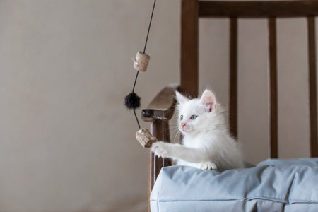 A small, cute, white fluffy kitten is sitting on a retro chair in the house. Pet care.の写真素材