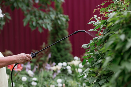 Close-up of the tip of the pesticide sprayer. An elderly woman sprays a stream of chemicals on flowers from insect pests. Blurred background.の写真素材